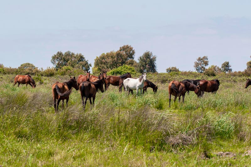 Pferde im Doñana Nationalpark in Andalusien - ©Alexandre - stock.adobe.com