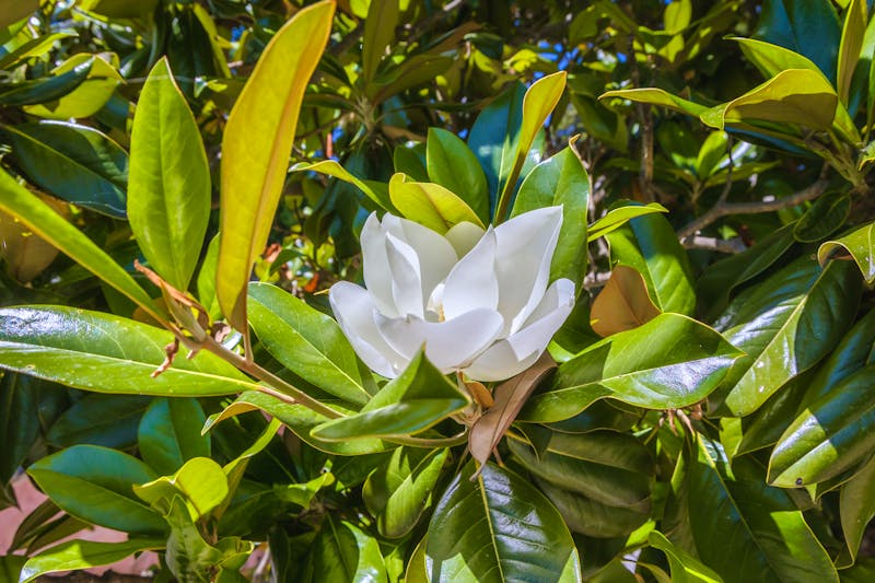 Magnolie im Graten der Villa Mon Repos auf Korfu - &copy;Fotokon - stock.adobe.com