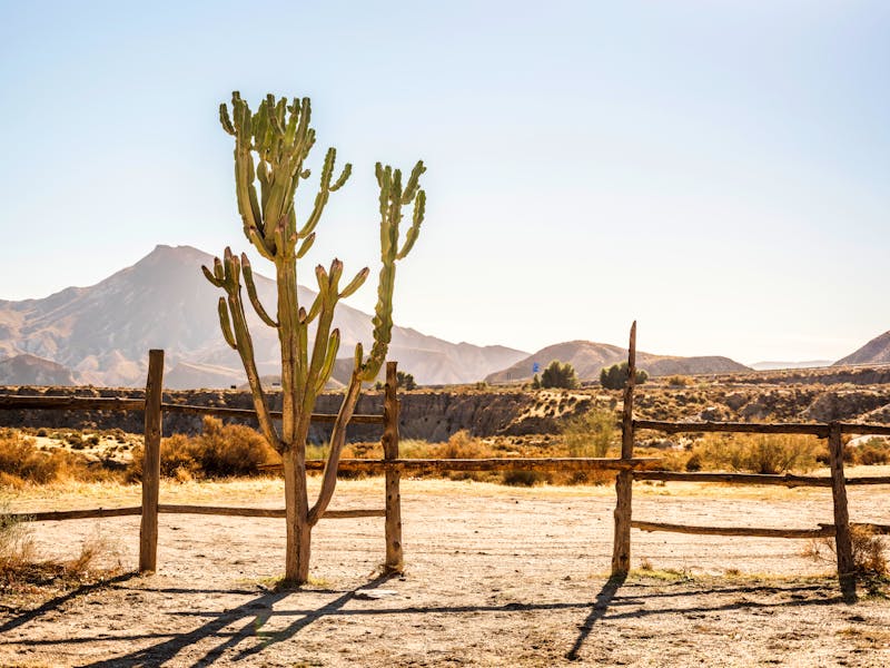 Aussicht auf die Wüste von Tabernas mit einheimischen Kakteen in Andalusien  - ©malajscy - stock.adobe.com