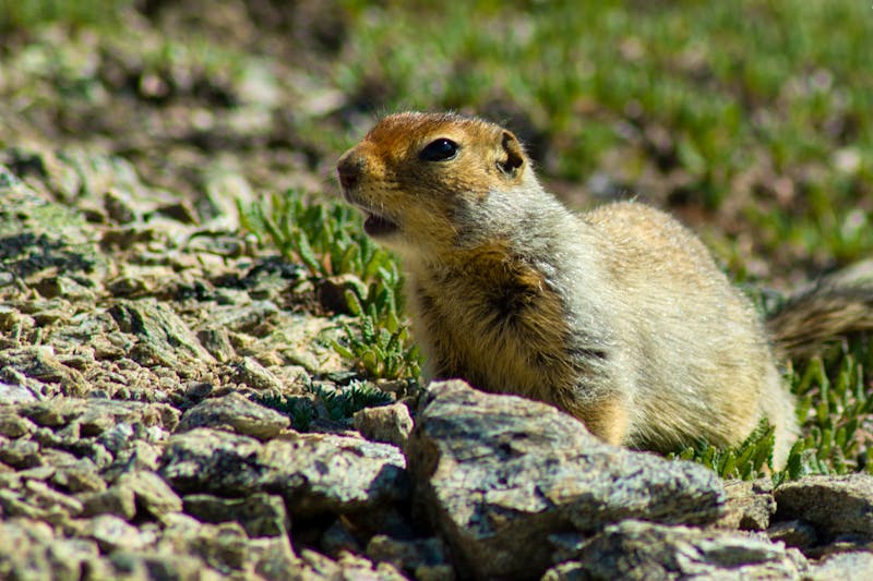 Erdhörnchen im Denali-Nationalpark - ©Lukas - stock.adobe.com