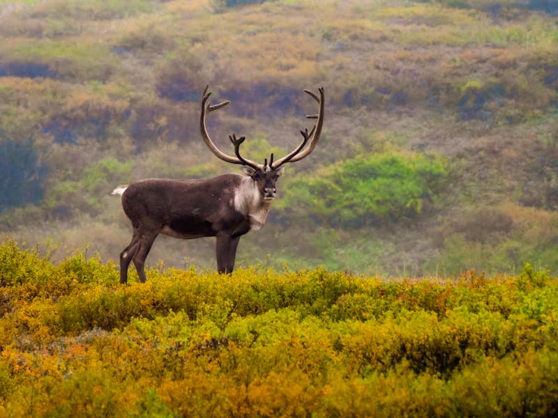 Karibu im Denali Nationalpark in Alaska - ©Elizabeth - stock.adobe.com