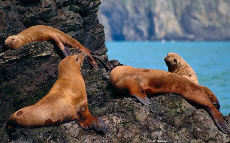 Seelöwen bei Seward in Alaska - ©Caleb Foster - stock.adobe.com