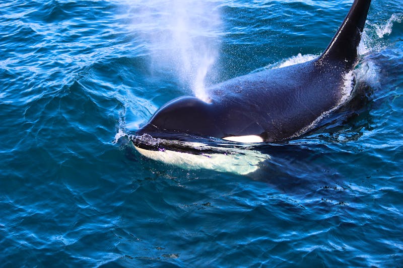Orca bei Seward in Alaska - ©Kathleen - stock.adobe.com