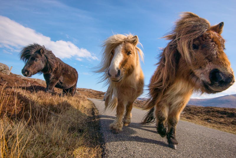 Shetland-Inseln - Shetland-Ponys im Freien auf den Klippen von Northmavine - ©JTP Photography - stock.adobe.com