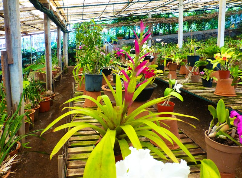 Orchideenzucht Quinta da Boa Vista auf Madeira - ©Vivian Kreft - Eberhardt TRAVEL