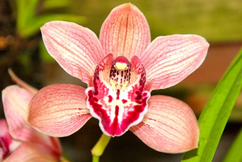 Orchideen in der Quinta da Boa Vista - ©Susanne Schirmann - Eberhardt TRAVEL
