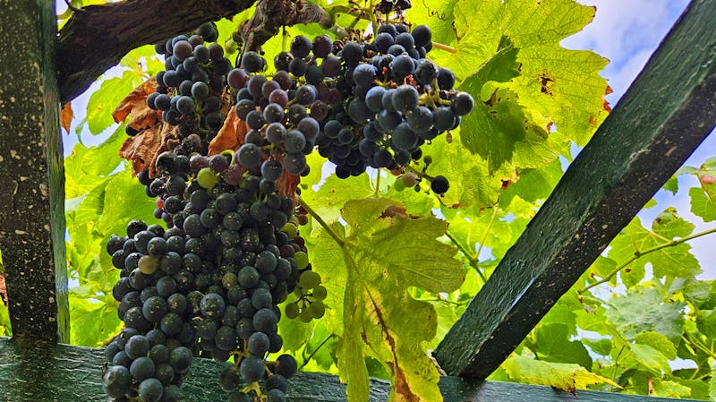 Weinmuseum in Biscoitos auf der Insel Terceira   - ©Ria Heilmann - Eberhardt TRAVEL