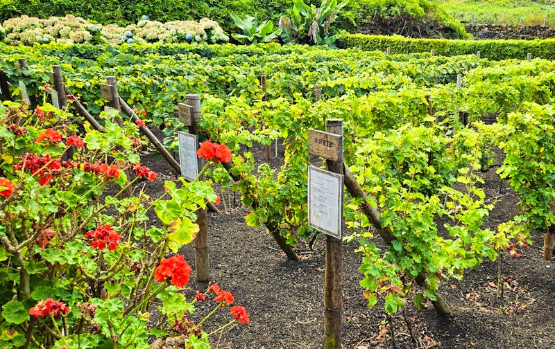 Weinmuseum in Biscoitos auf der Insel Terceira   - ©Ria Heilmann - Eberhardt TRAVEL