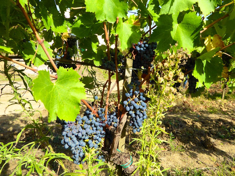 Safran Agriturismo in der Toskana - auch Wein gibt es hier - ©Grit Wendelberger - Eberhardt TRAVEL