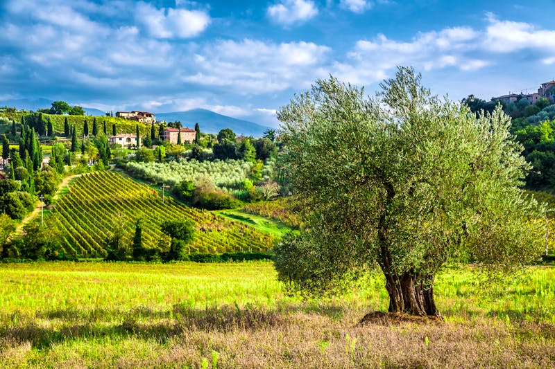 Weinanbau und Olivenbäume in der Toskana - ©shaiith - stock.adobe.com