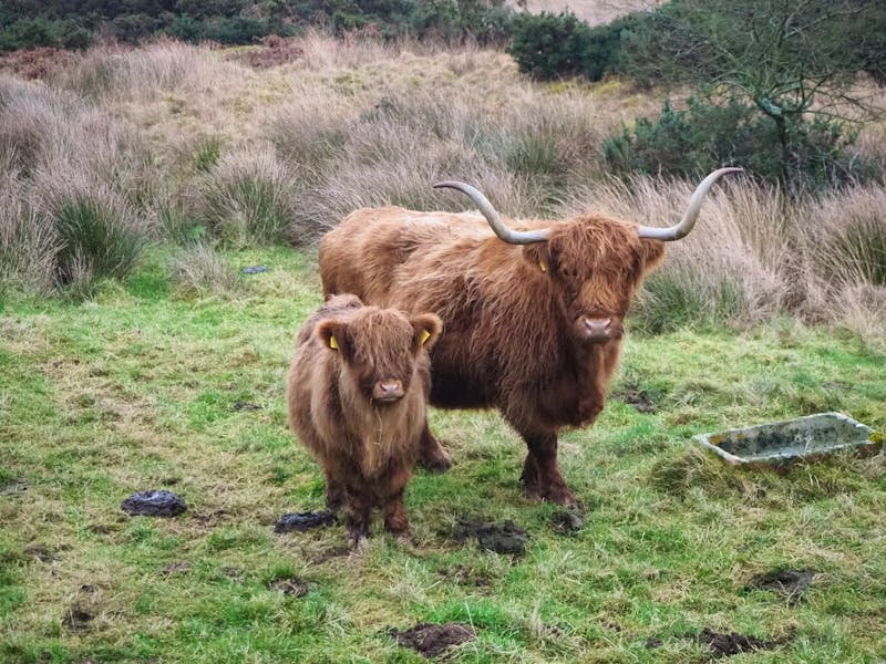 Highland Rinder2 jpeg - ©Sinah Witzig Eberhardt Travel