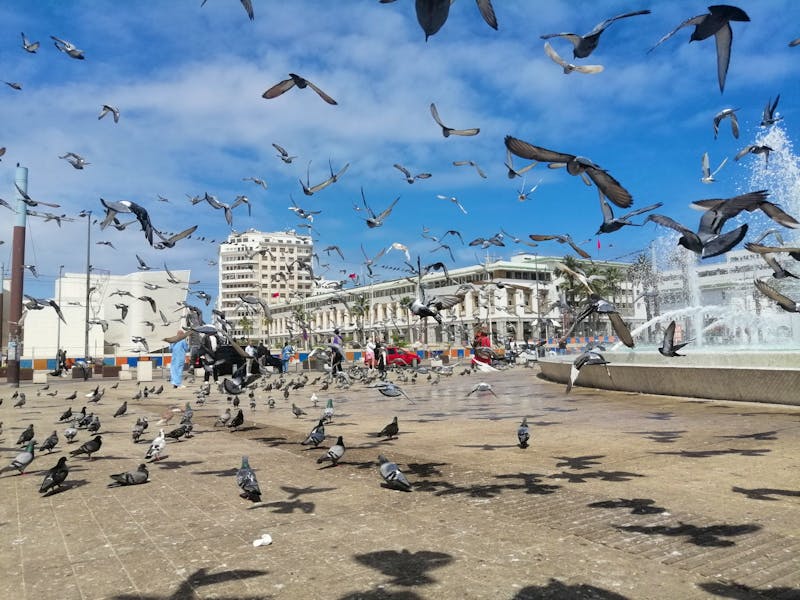 Casablanca - Tauben in der Altstadt - ©Andrej Kulikov - Eberhardt TRAVEL