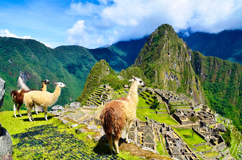 Alpakas am Machu Picchu in Peru &ndash; &copy; Luis - stock.adobe.com