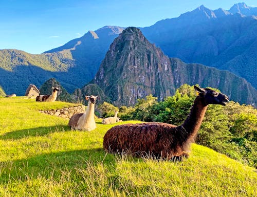 Alpaka am Machu Picchu in Peru – © OLENA - stock.adobe.com