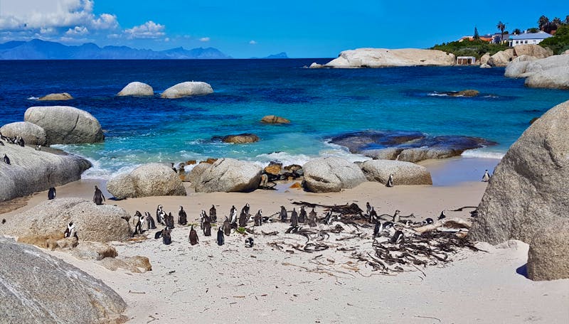 Stadtrundfahrt in Kapstadt  Boulders Beach - ©Eberhardt TRAVEL