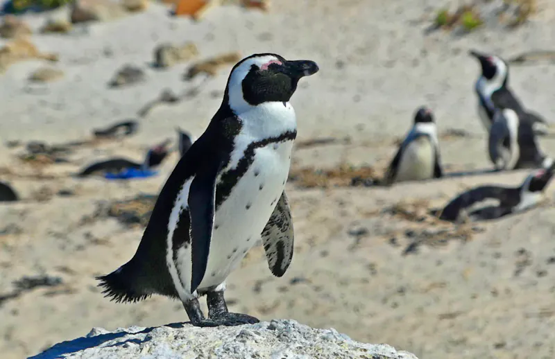 Pinguin-Kolonie am Boulders Beach - False Bay - &copy;Annett Müller - Eberhardt TRAVEL