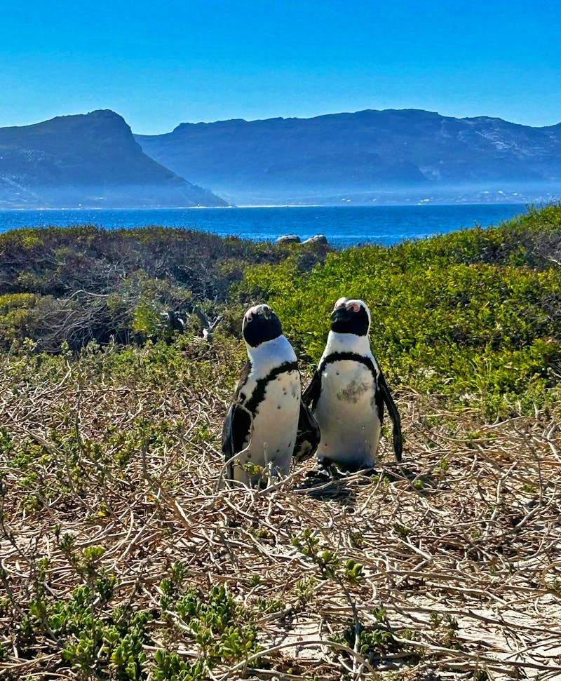 Pinguin-Kolonie am Boulders Beach - False Bay - ©Anne Fohlert - Eberhardt TRAVEL