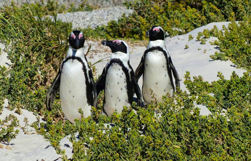 Pinguin-Kolonie am Boulders Beach - False Bay - ©Annett Müller - Eberhardt TRAVEL