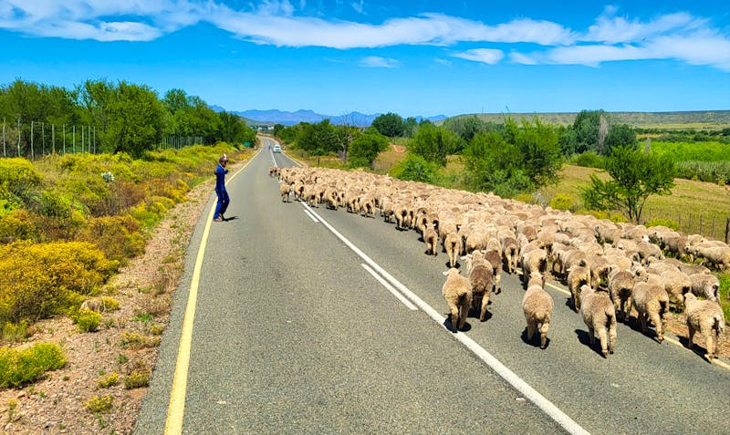 Fahrt nach Oudtshoorn in Südafrika - ©Susanne Schirmann - Eberhardt TRAVEL