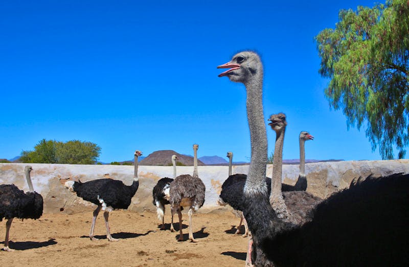 Besuch einer Straußenfarm in Oudtshoorn - ©Marianne Förster - Eberhardt TRAVEL