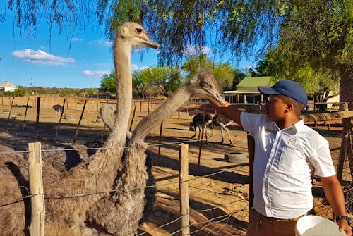 Besuch einer Straußenfarm in Oudtshoorn &ndash; &copy; Jacob Spangenberg - Eberhardt TRAVEL