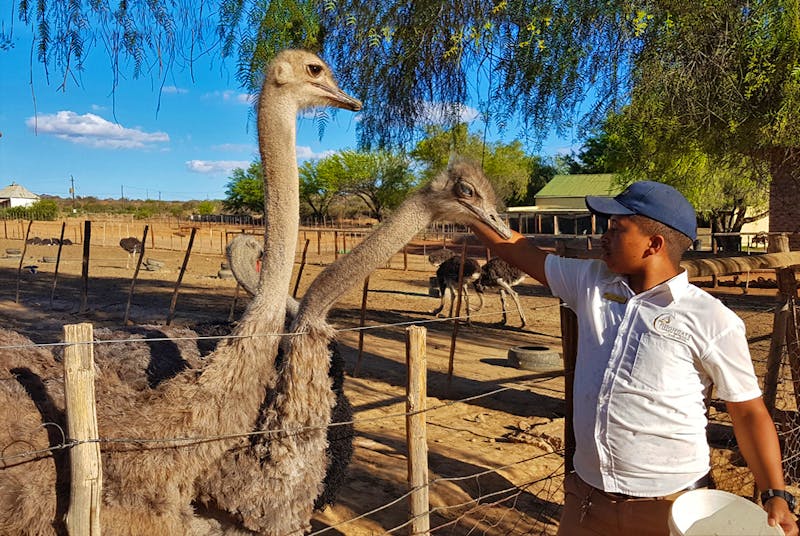 Besuch einer Straußenfarm in Oudtshoorn - ©Jacob Spangenberg - Eberhardt TRAVEL