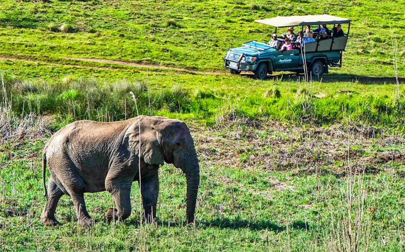 Amakhala Game Reserve - Pirschfahrt - &copy;Amakhala Game Reserve Safari Lodge