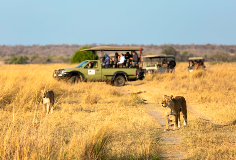 Löwen beobachten bei einer Pirschfahrt in Südafrika - ©xamnex - stock.adobe.com