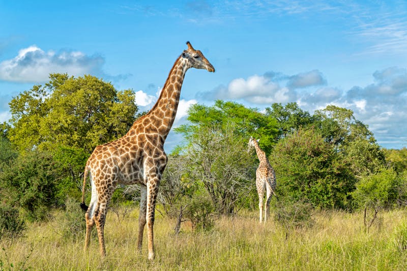 Giraffen in Südafrika - ©henk bogaard - stock.adobe.com