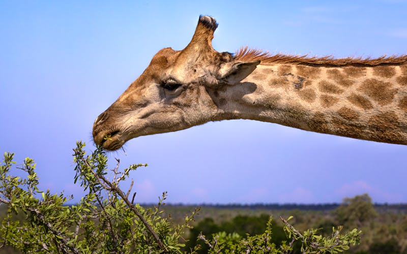 Giraffe - ©Foto-Jagla.de - stock.adobe.com
