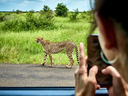 Gepard bei einer Pirschfahrt in Südafrika &ndash; &copy; tunedin - stock.adobe.com