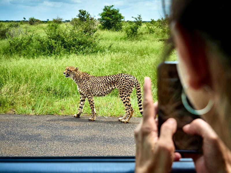 Gepard bei einer Pirschfahrt in Südafrika - ©tunedin - stock.adobe.com