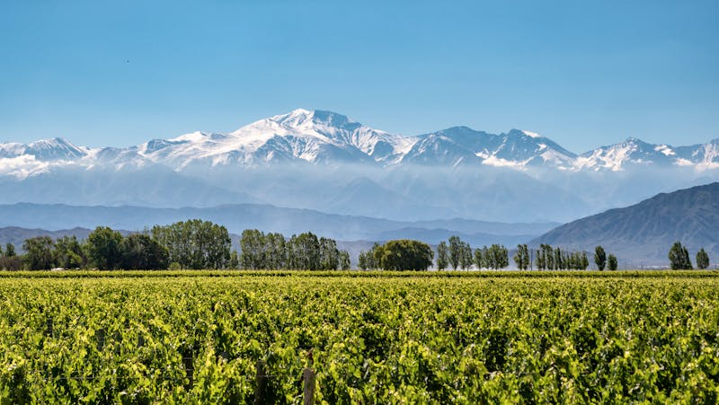 Mendoza - Weinfelder und Blick auf schneebedeckte Anden-Gipfel - ©alongway.ch - stock.adobe.com