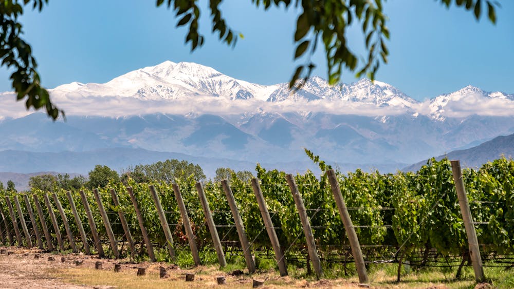 Mendoza - Weinfelder und schneebedeckte Anden-Gipfel &ndash; &copy; alongway.ch - stock.adobe.com