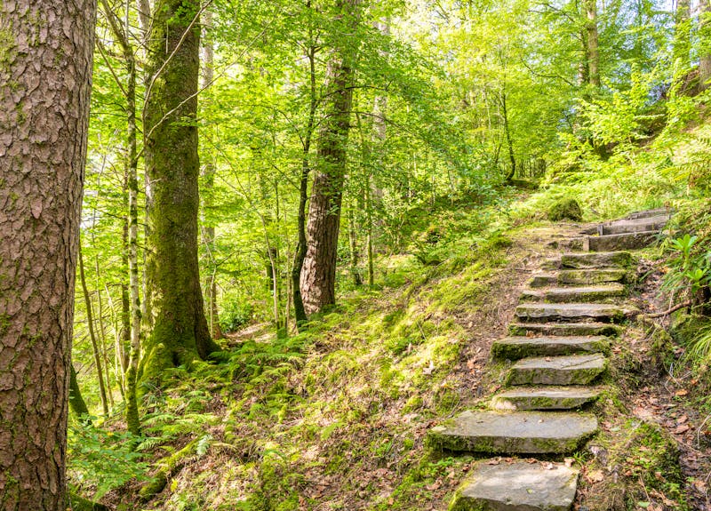 Ardkinglas Woodland Garden in Schottland - ©dvlcom - stock.adobe.com