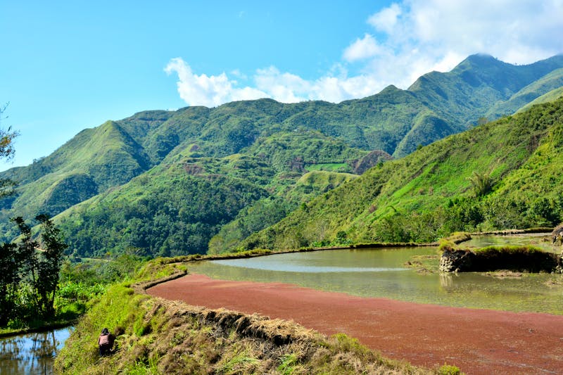 Reisterrassen bei Bontoc auf der Insel Luzon - ©franck - stock.adobe.com