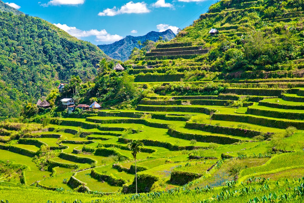 Reisterrassen in der Region Ifugao - Insel Luzon &ndash; &copy; frolova_elena - stock.adobe.com