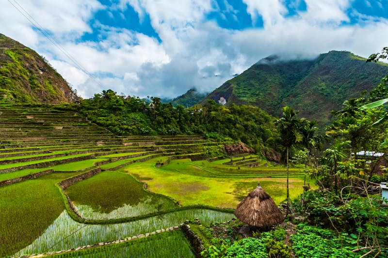 Batad Reisterrassen in der Region Ifugao - Insel Luzon - ©Nathaniel Gonzales - stock.adobe.com