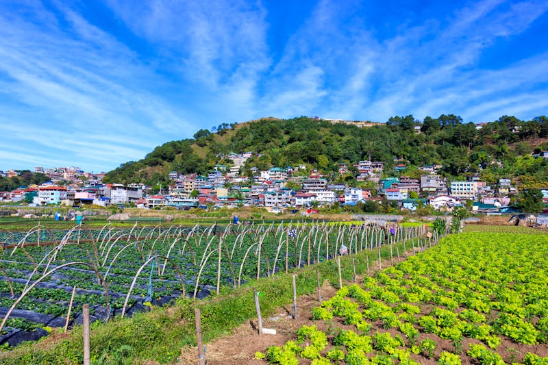 Erdbeerfelder bei La Trinidad in der Region Benguet - Insel Luzon - ©Z. Jacobs - stock.adobe.com