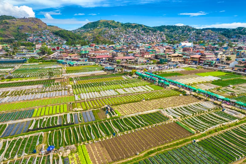 Erdbeerfelder bei La Trinidad auf der Insel Luzon - ©Mdv Edwards - stock.adobe.com
