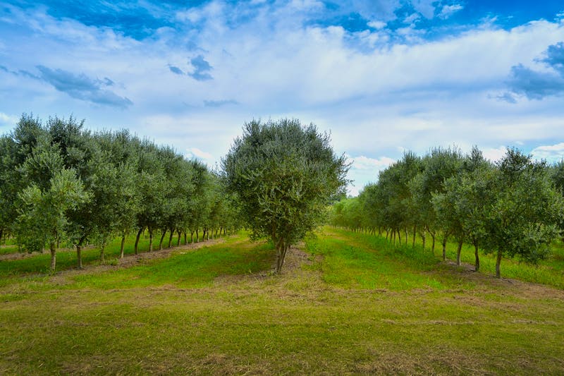 Olivenbäume - Viñedos y Olivares del Quintón in Uruguay - ©Viñedos y Olivares del Quintón in Uruguay