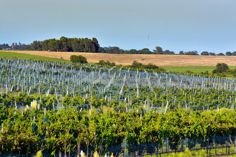 Außenbereich - Viñedos y Olivares del Quintón in Uruguay - ©Viñedos y Olivares del Quintón in Uruguay