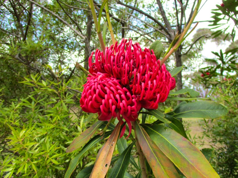 Flora in den Blue Mountains - ©Constanze Hölig - Eberhardt TRAVEL