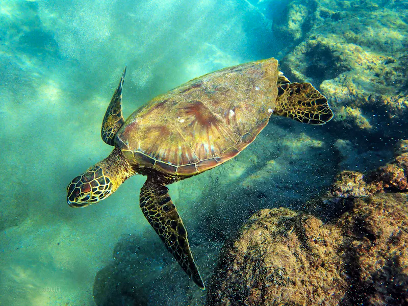 Meeresschildkröte am Kaanapali Beach in West Maui - &copy;Joni - stock.adobe.com
