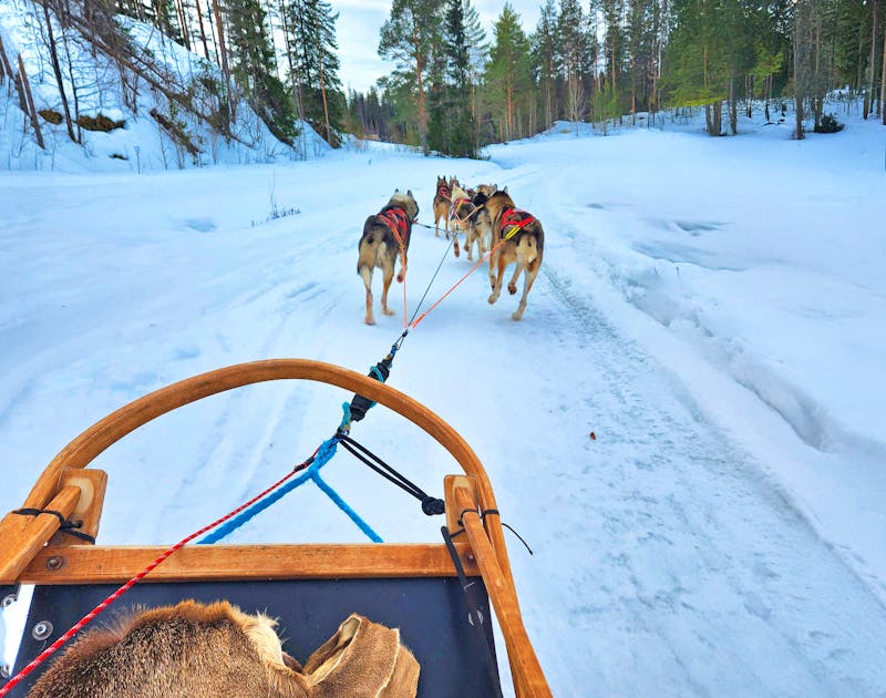 Husky Finnland - ©Petra Hady - Eberhardt TRAVEL