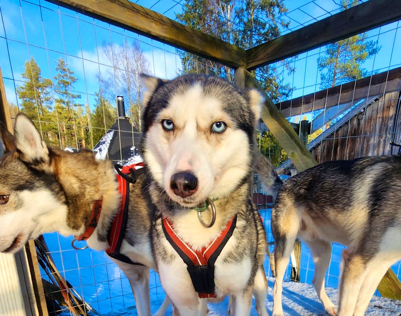 Schlittenhunde auf einer Husky Farm in Finnland - ©Petra Hady - Eberhardt TRAVEL
