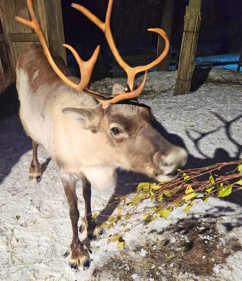 Herrenhaus Moose Manor - Rentiere füttern - ©Petra Hady - Eberhardt TRAVEL