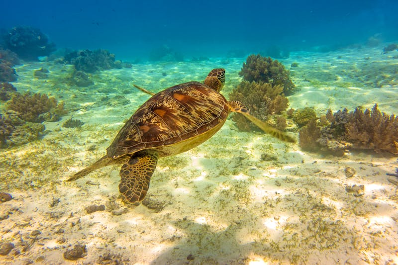 Schildkröte im Westpazifik - Insel Bohol - ©Masakazu Tokashiki - stock.adobe.com