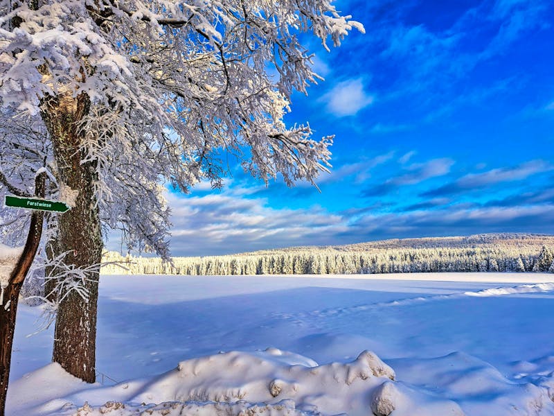 Erzgebirge im Winter - Winterwald Seiffen - ©Markus - stock.adobe.com