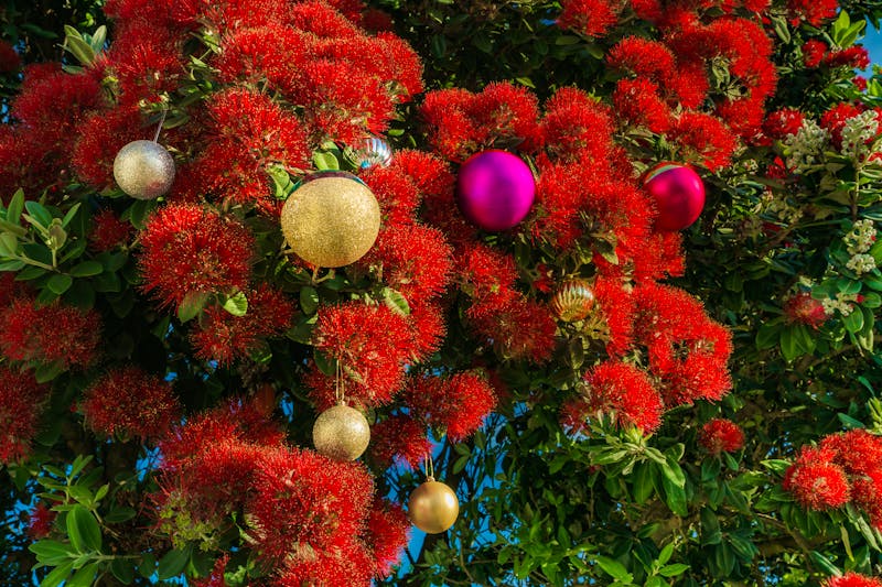 Weihnachten in Neuseeland - Pohutukawa-Baum als Weihnachtsbaum mit Weihnachtsschmuck - ©Stefan Mokrzecki - stock.adobe.com